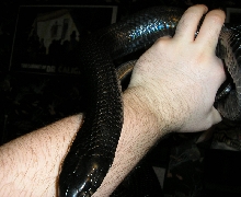 Lenore Crawling on ARm