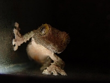 Curious mossy
