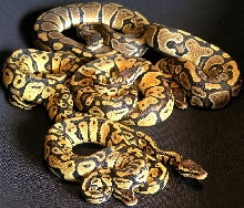 Pastel Ball Pythons