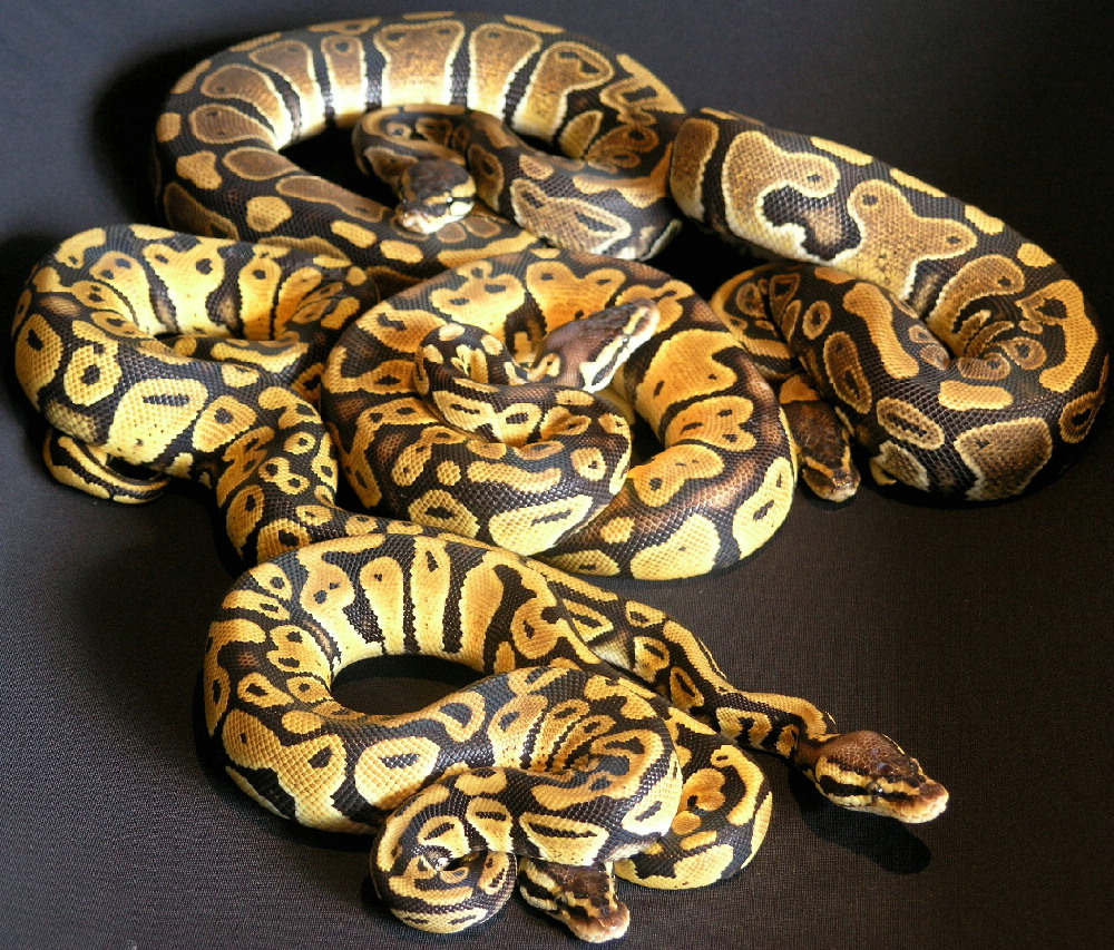Pastel Ball Pythons