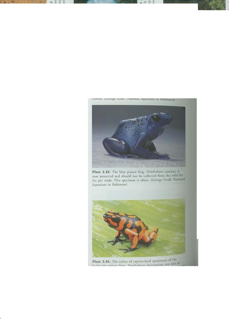 Fat Azureus