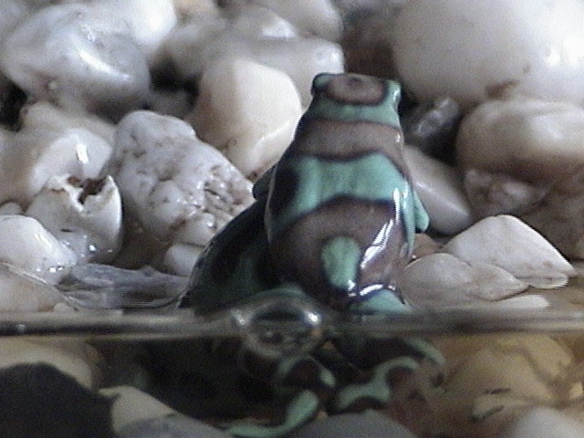 Fighting Females