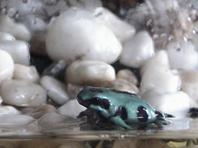 Fighting Females
