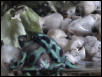 Fighting Females