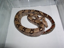 aberent female