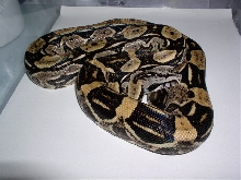 Longicauda
