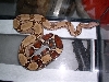 male Suriname