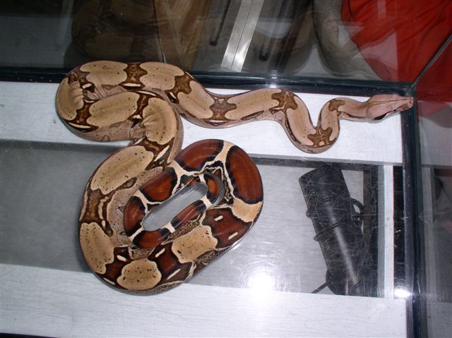 male Suriname