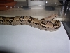 nice fem
