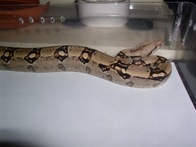 nice fem