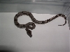 aberent longicauda