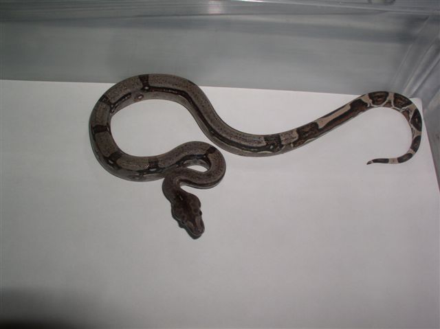 aberent longicauda