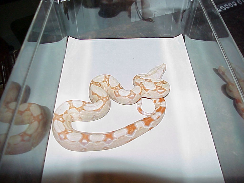 albino