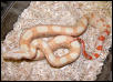 albino male