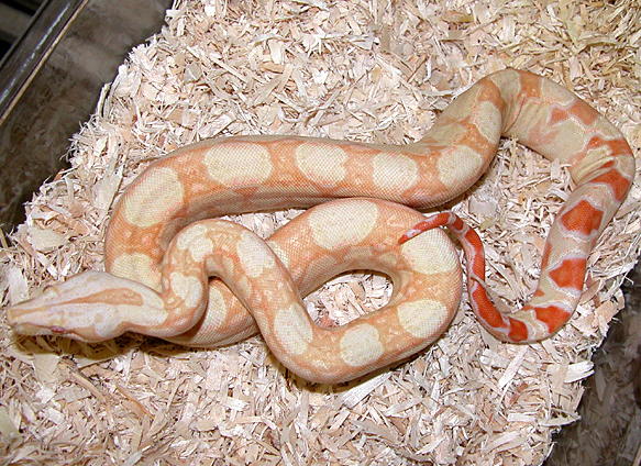 albino male