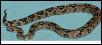 longicauda