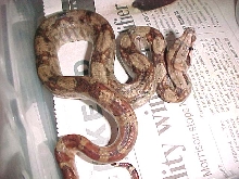 hypo Nicaraguan