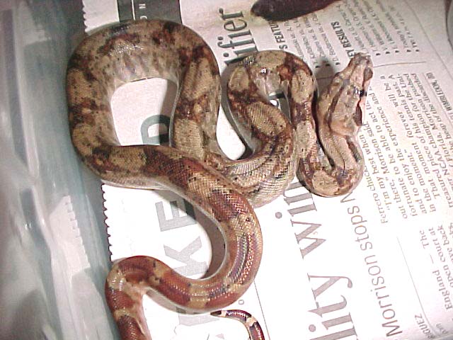 hypo Nicaraguan