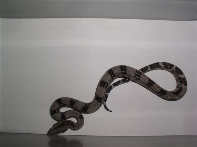 longi baby 3