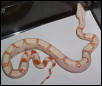 fineline albino