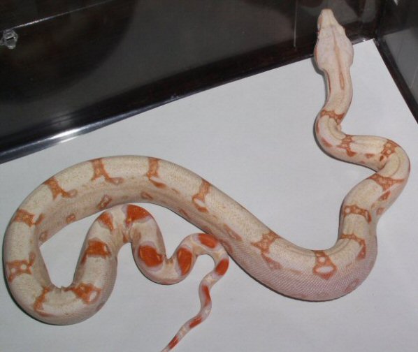fineline albino
