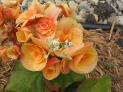 Spiny flower mantis on flower