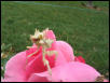 Spiny flower mantis on flower