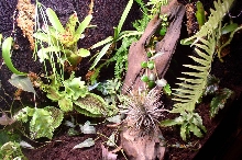 new frog tank close up