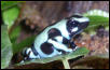 G&B Panamanian Auratus