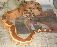 hypopastel