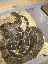 MALE CALICO