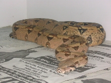 pastel boa