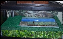 My New Caiman Tank
