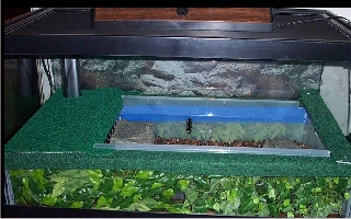 My New Caiman Tank