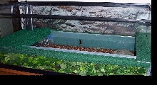 My Caiman Tank pic 2