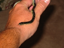 Juvenile Eastern?