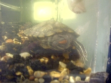 mikey sleeping