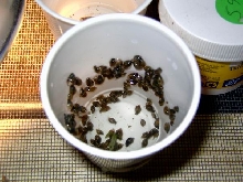 snails