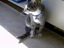 franklin