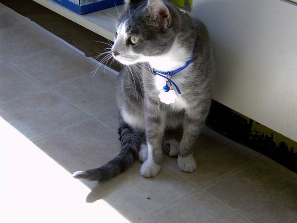 franklin