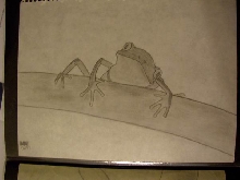 tree frog'97