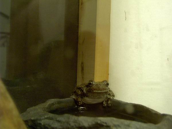 more frogbert