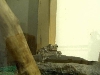 frogbert again