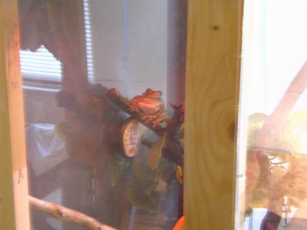 frogbert ready to jump