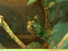 froggy