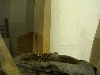 frogbert takin a bath