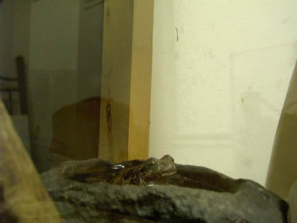 frogbert takin a bath