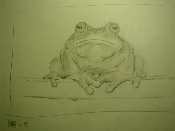 borrowed tree frog image