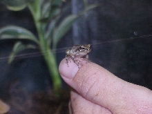 LiTTLe DuDe