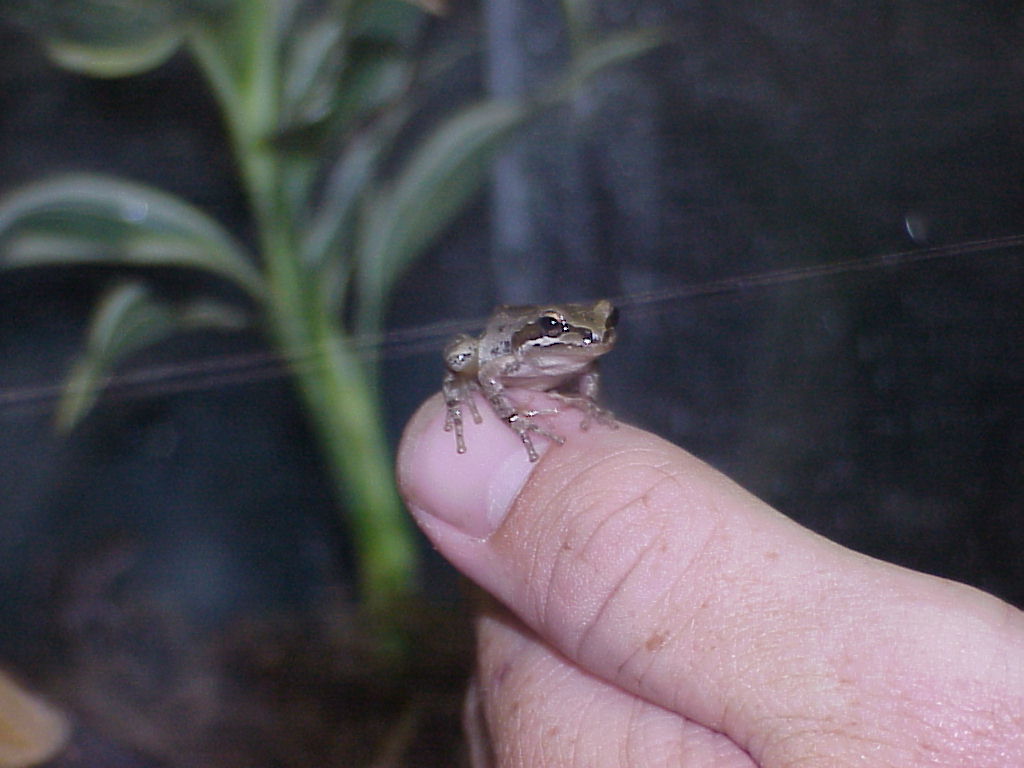LiTTLe DuDe